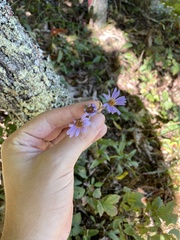 Eurybia surculosa