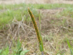 Alopecurus aequalis amurensis