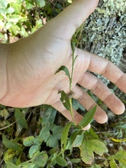 Eurybia surculosa