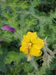 Solanum rostratum