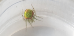 Araneus circulissparsus