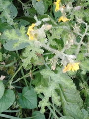 Solanum rostratum