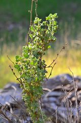 Malacothamnus aboriginum