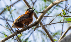 Picumnus cinnamomeus