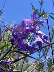 Solanum amygdalifolium