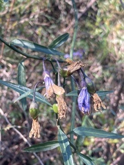 Solanum amygdalifolium