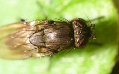 Rachispoda