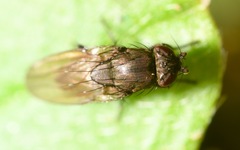 Rachispoda