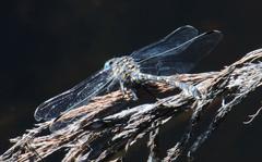 Ceratogomphus triceraticus