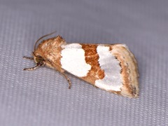 Schinia chrysellus