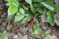 Cryptocarya triplinervis triplinervis