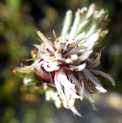 Paranomus centaureoides