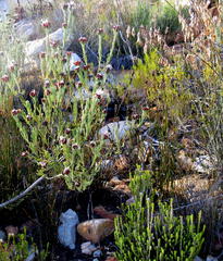 Paranomus centaureoides