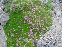 Silene acaulis exscapa
