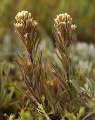 Castilleja pilosa