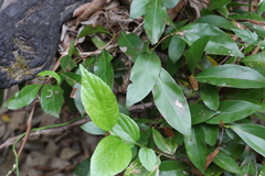 Cryptocarya triplinervis triplinervis