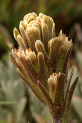 Castilleja pilosa