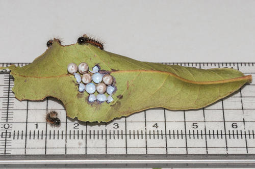 Pine Emperor photo 4