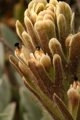 Castilleja pilosa