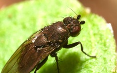 Rachispoda