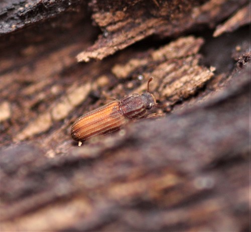 Bitoma gracilis