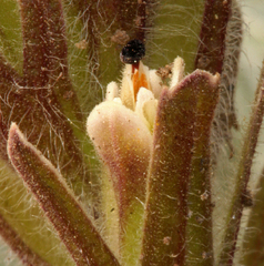 Castilleja pilosa