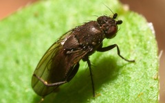 Rachispoda