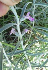 Stachys linearis