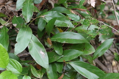 Cryptocarya triplinervis triplinervis