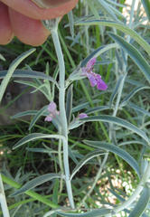 Stachys linearis
