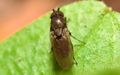 Rachispoda