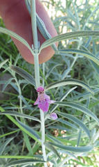 Stachys linearis
