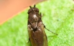 Rachispoda