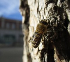 Apis mellifera