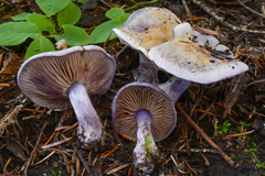 Thaxterogaster occidentalis