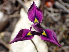 Moraea tripetala tripetala