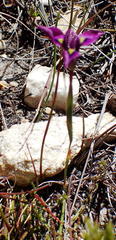 Moraea tripetala tripetala
