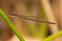Agriocnemis rubricauda