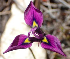 Moraea tripetala tripetala