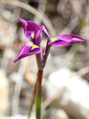 Moraea tripetala tripetala