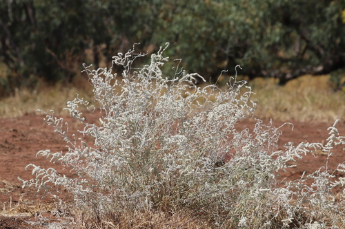 kapok bush