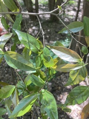 Ruprechtia laxiflora