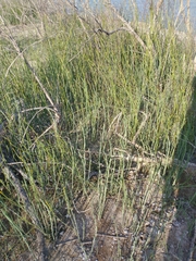 Baccharis juncea