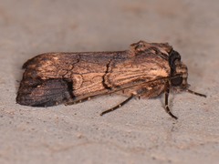 Dichagyris grotei
