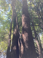Ruprechtia laxiflora