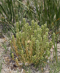 Castilleja pilosa pilosa