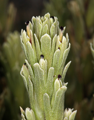 Castilleja pilosa pilosa