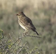 Galerida magnirostris sedentaria