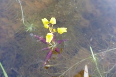 Utricularia muelleri