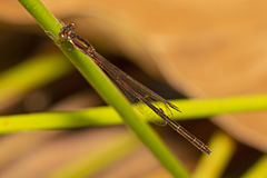 Agriocnemis rubricauda